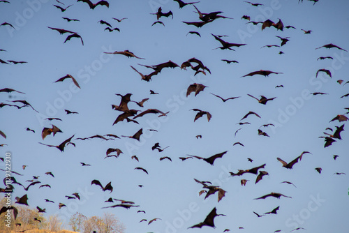 A mesmerizing swarm of bats fills the twilight sky. photo