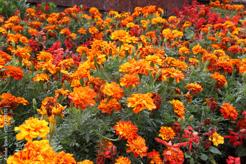 Blossom bushes marigold (tagetes) photo
