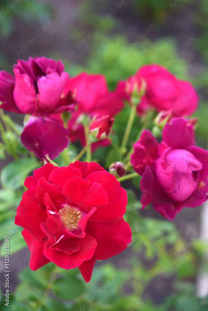 Dark red rose flowers on a green bush. A beautiful rose in the garden. Dark red rose flowers on a green bush. A beautiful rose in the garden.