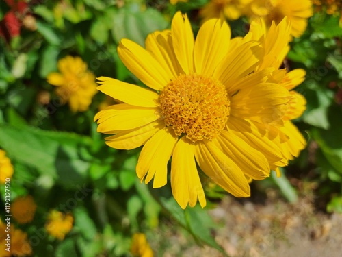 yellow flower in the garden