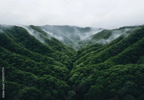 緑の山々が広がる谷間に霧が立ち込める幻想的な風景