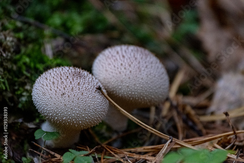 Mushrooms, lycoperdon perlatum on the forest floor photo