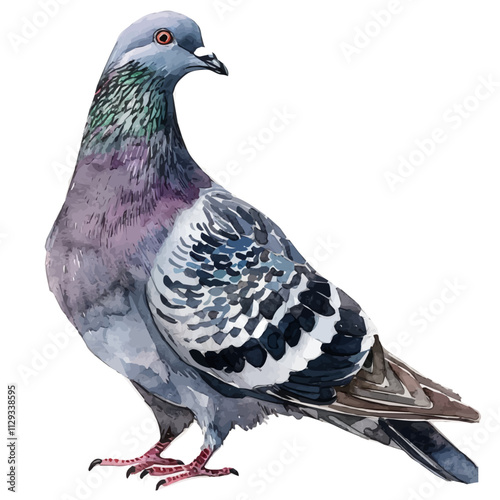 A watercolor painting of a pigeon, isolated on a white background. Pigeon vector.