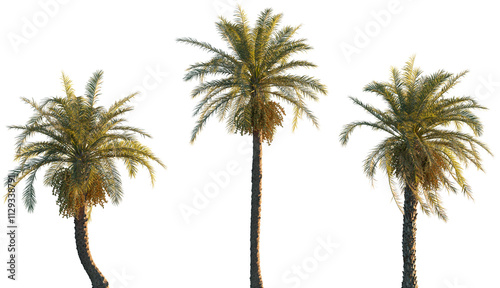 Phoenix canariensis palm (Canary Island date palm) frontal isolated png on a transparent background premium cutout