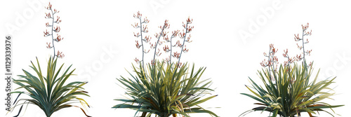 Phormium tenax (New Zealand Flax) grass isolated png on a transparent background premium cutout high resolution 