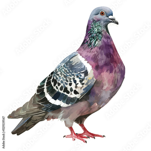 A watercolor drawing of a pigeon, isolated on a white background. Pigeon vector.