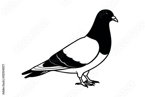 Pigeon Line Art Vector Illustration