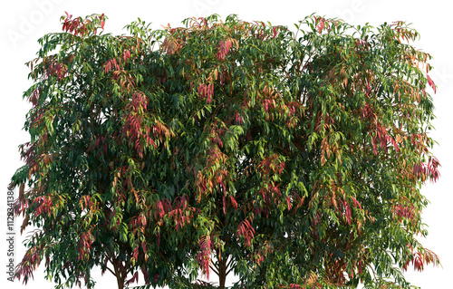 Syzygium Cascade (Cascading Lilly Pilly) large long shrub with weeping foliage frontal big bush isolated png on a transparent background premium cutout  photo