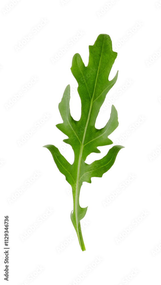 Obraz premium One fresh arugula leaf isolated on white