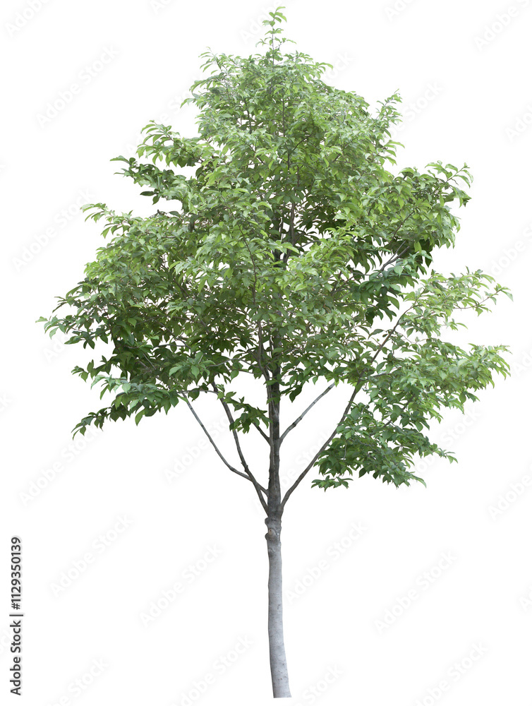 Fototapeta premium tree isolated on white background