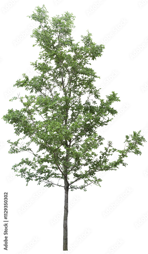 Obraz premium tree isolated