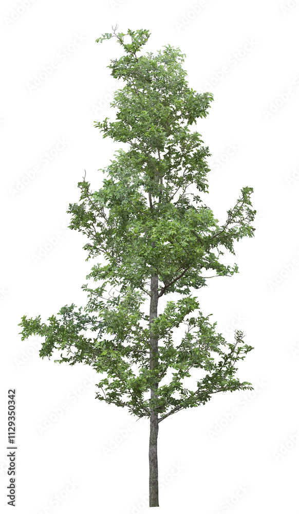 Obraz premium tree isolated on white background