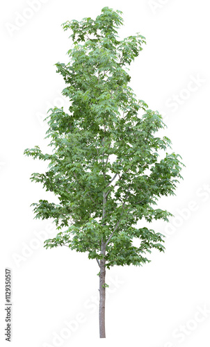tree isolated