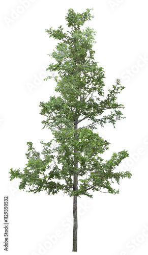 tree isolated on white
