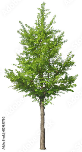 tree isolated on white