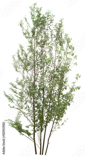 tree isolated on white
