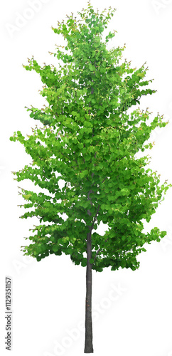 tree isolated