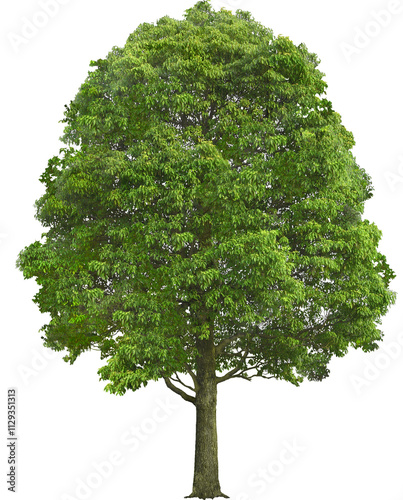 tree isolated
