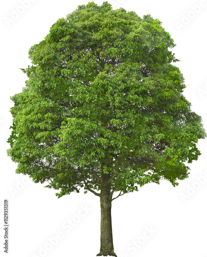 tree isolated on white background