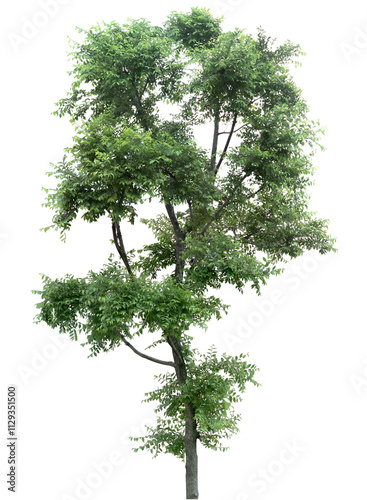 tree isolated on white