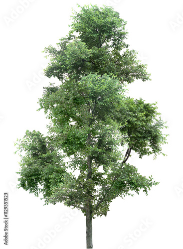 tree isolated on white background