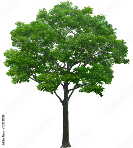 tree isolated