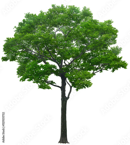 tree isolated on white background