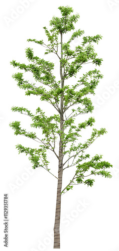tree isolated