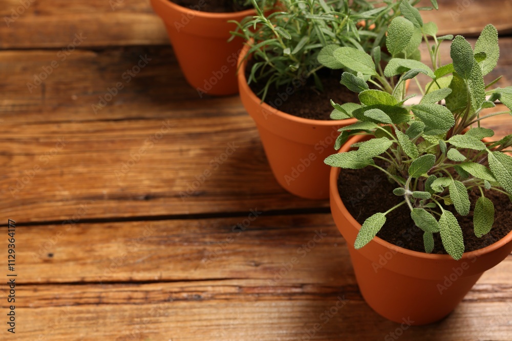 Fototapeta premium Potted aromatic herbs on wooden table, closeup. Space for text