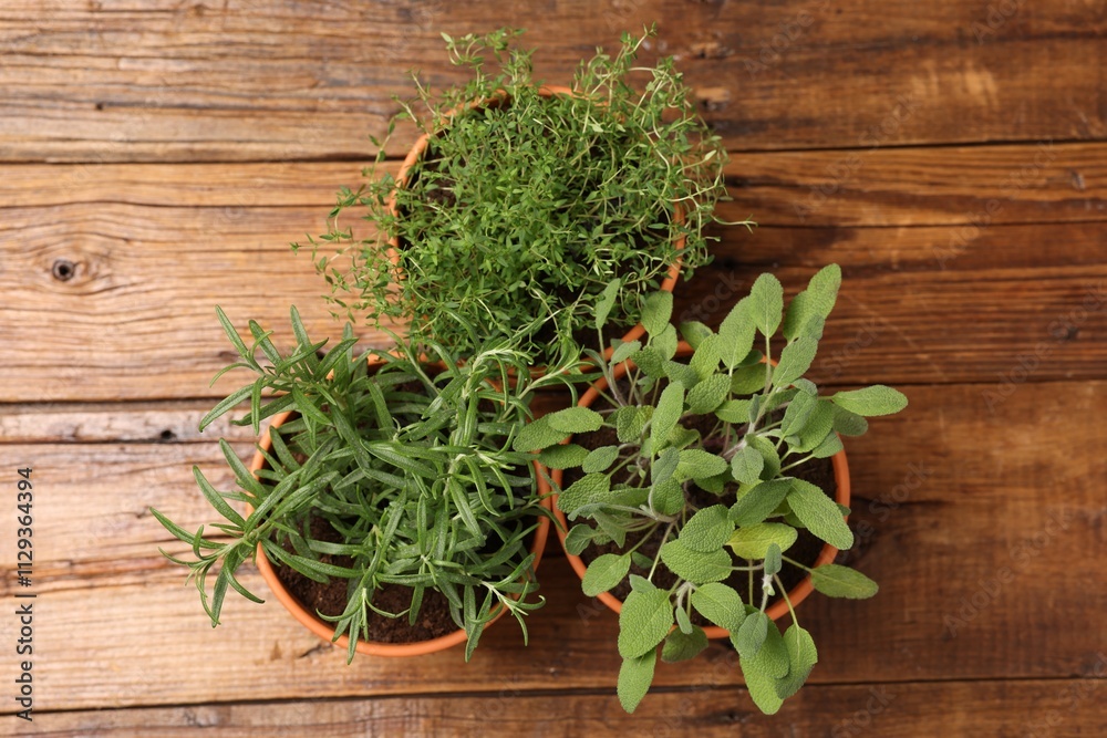 Potted aromatic herbs on wooden table, top view Potted aromatic herbs on wooden table, top view