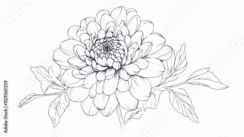 Chrysanthemum Flower Isolated Continuous Line Art Flat Design