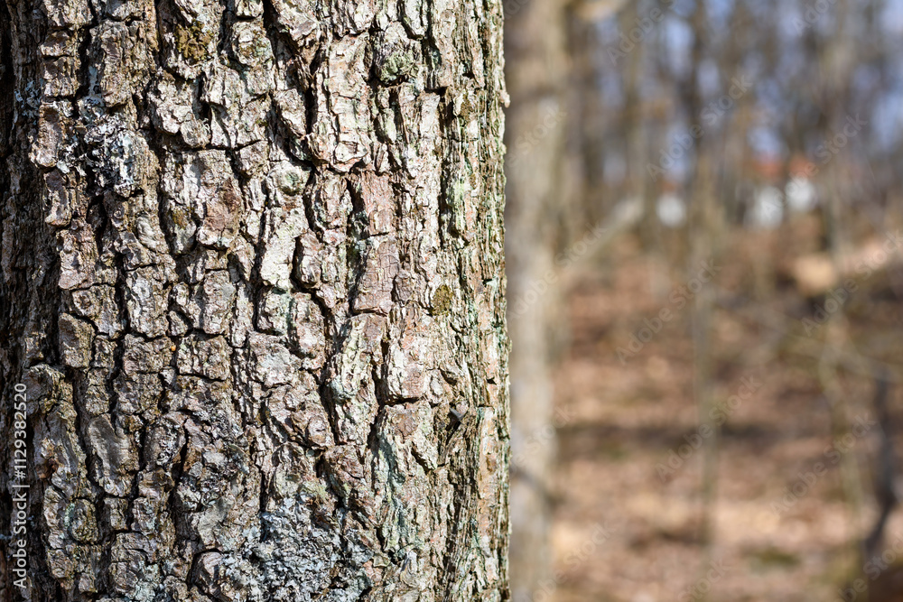 Close-up view of the rough texture of tree bark in a tranquil forest setting with soft sunlight filtering through leafless branches in early spring Close-up view of the rough texture of tree bark in a tranquil forest setting with soft sunlight filtering through leafless branches in early spring