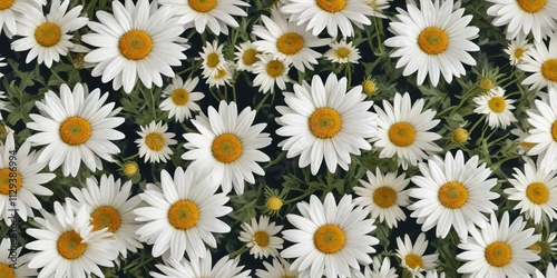 Watercolor daisies arranged in a border pattern, clipart, border design