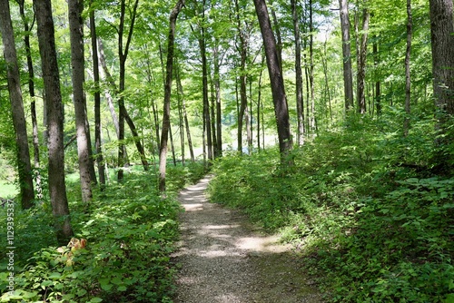 Wallpaper Mural The empty trail in the forest on a summer day. Torontodigital.ca