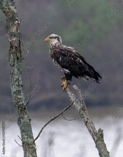Osprey perched on limb