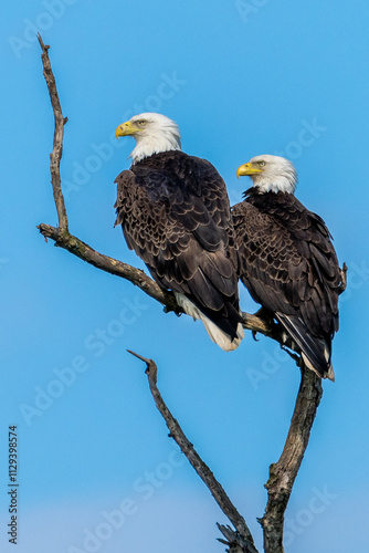 Two american bald eagle on a branch
