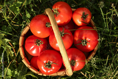 Tomato fresh harvest in basket close-up top view in green grass on sun in sunlight. Harvesting organic freshly harvested ripe red tomatoes in garden photo