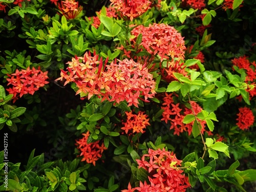 Chinese Ixora Red 'Ixora Chinesis' Flowers Background Image photo