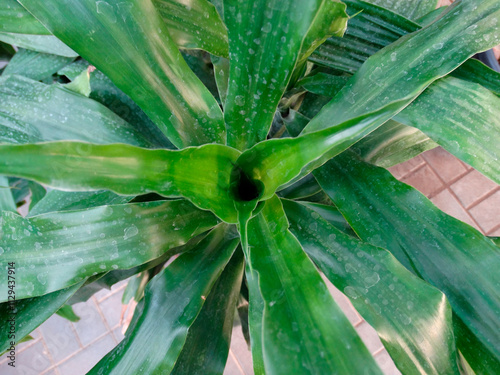 Image shows a close-up of an Aloe Vera plants central leaf core or pith, slightly open, revealing inner tissue Healthy green leaves with white spots surround it No text is present photograph styl photo