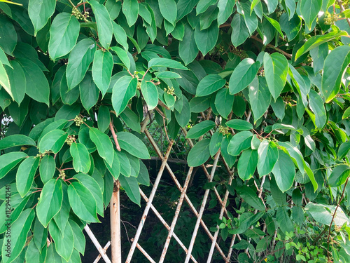 Image of close-up lush green foliage, deciduous tree or shrub leaves with serrated edges, metal support structure for climbing plants in a gardenpark setting photo