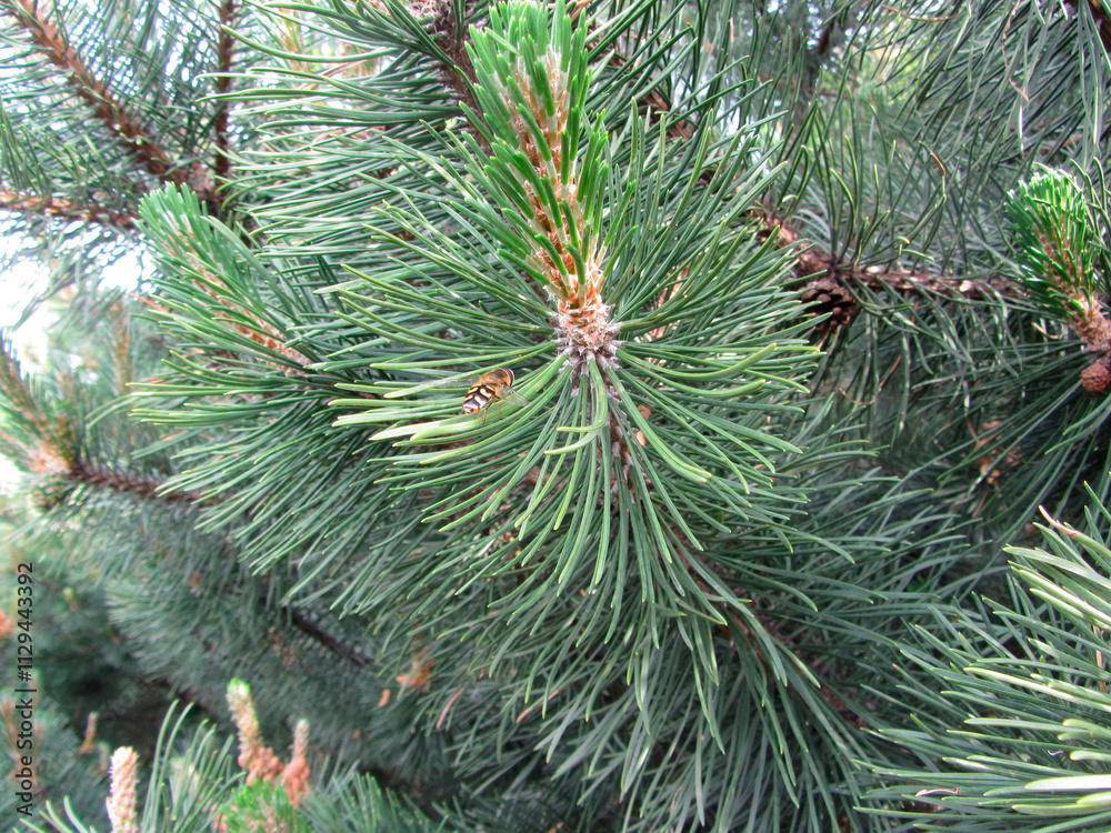 Close-up view of pine tree branch, green needles, brown cones, layered effect, outdoor setting forest or park, earthy tones, smooth bark, rough needles, hard cones Close-up view of pine tree branch, green needles, brown cones, layered effect, outdoor setting forest or park, earthy tones, smooth bark, rough needles, hard cones