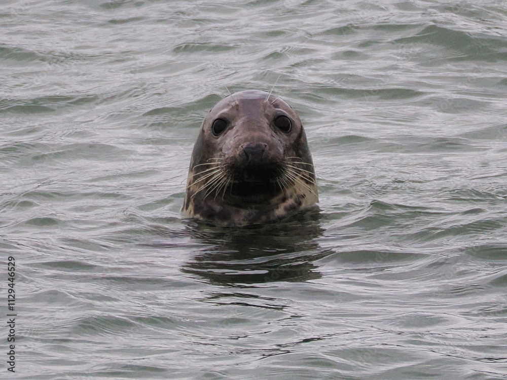 Fototapeta premium Seehund (Phoca vitulina) an der niederländischen Nordsee Küste