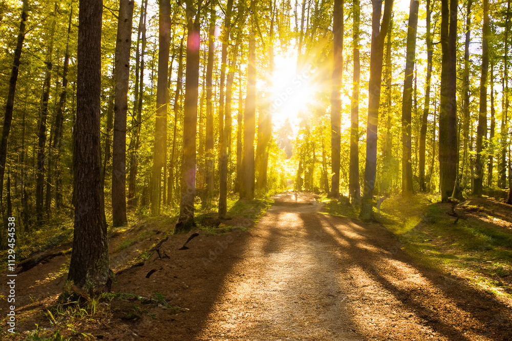 Obraz premium Sunlight shining through the trees in forest. Road path through the sun forest. A path of green forest with a sun glare. A road with a green glare from the sun on the forest lifestyle.