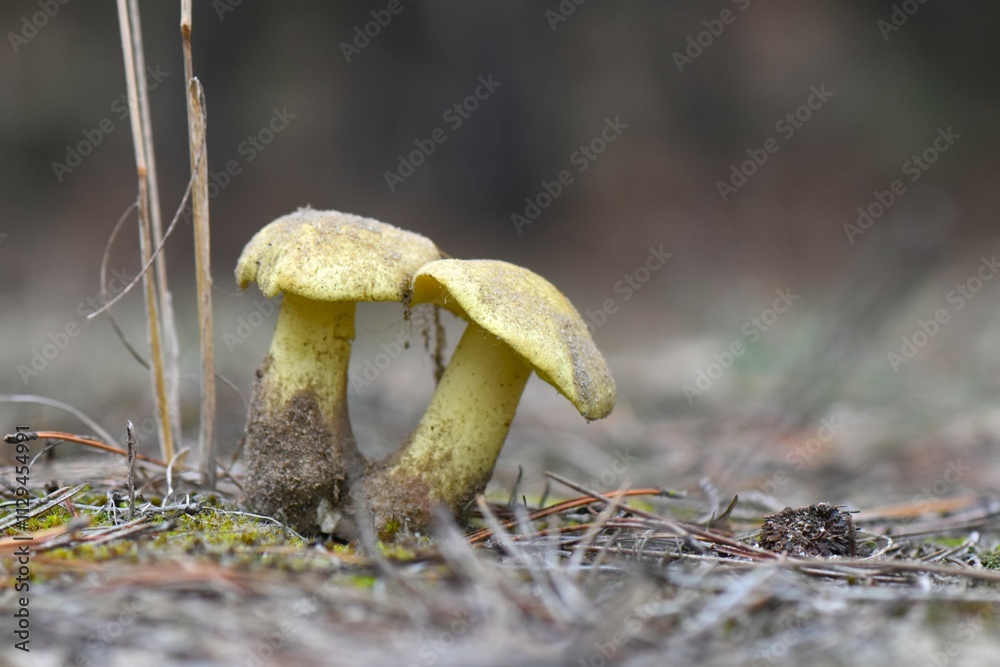 Fototapeta premium yellow mushrooms in the forest. Boletus edulis, commonly known as the penny bun or porcino