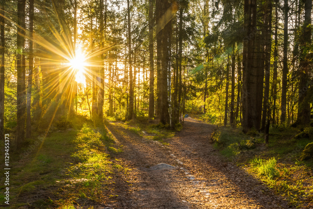 Fototapeta premium Sunlight shining through the trees in forest. Road path through the sun forest. A path of green forest with a sun glare. A road with a green glare from the sun on lifestyle the forest.