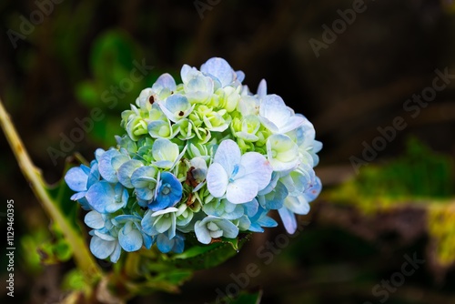 Close-Up of Vibrant Blue and Green Hydrangea Flowers Showcasing Their Delicate Bloom in Full Color