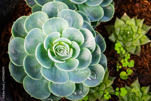 Top View of a Stunning Green Succulent in Natural Light and Succulent Plant Background