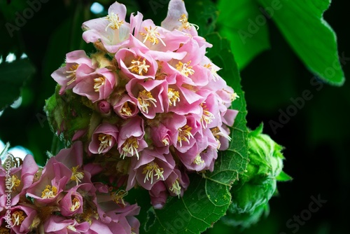 Close-Up of Dombeya Elegans with Soft Pink Petals
