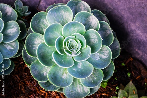 Close-Up of Vibrant Green Succulent with Rosette Pattern