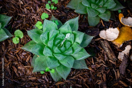 Natural Arrangement of Succulent Plants and Garden Details
